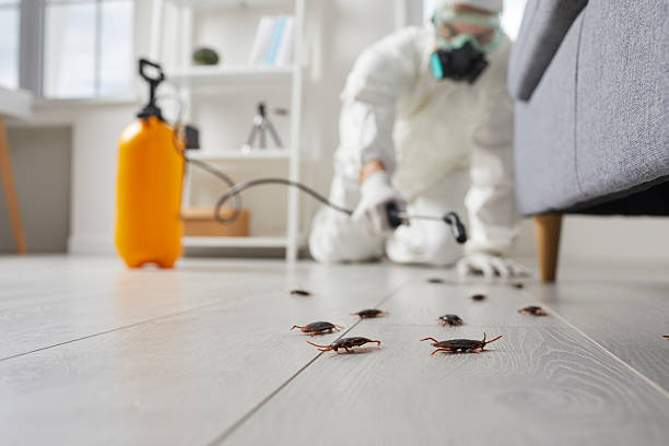 Post-Treatment Bed Bug Interceptor Monitoring in Calverton